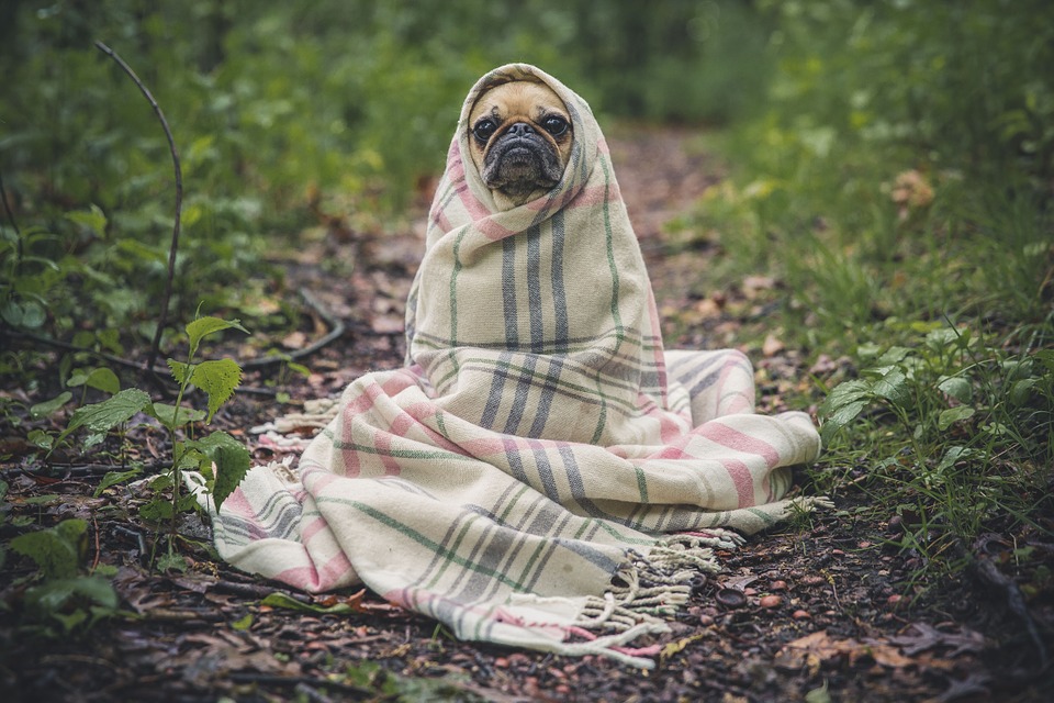 Hund i tæppe