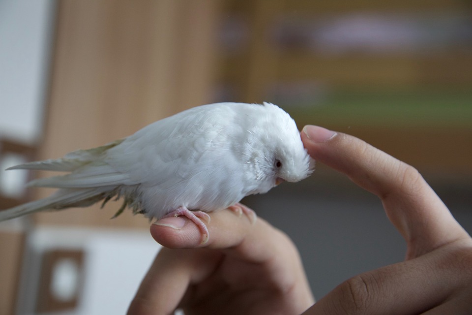 hvid fugl i hånd