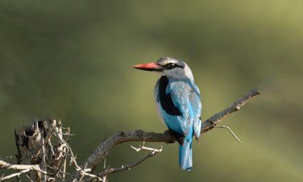 Fuglehuserne der Forvandler Din Have til et Fugleparadis